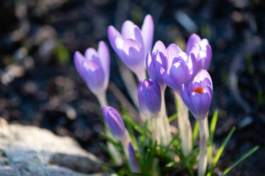 Bild mit Blumen, Violett, Frühling, Sonne, Krokusse, frühblüher, Freude, Glück, Frühlingserwachen, lila Blume