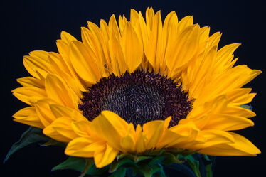 Bild mit Gelb, Natur, Blumen, Schwarz, Sonnenblumen, Makrofotografie, Blüten, Blütenblätter, Kontraste, nahaufnahmen