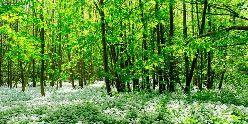 Bild mit Natur, Grün, Frühling, Wald, Bärlauch, natürlich, bärlauchwald
