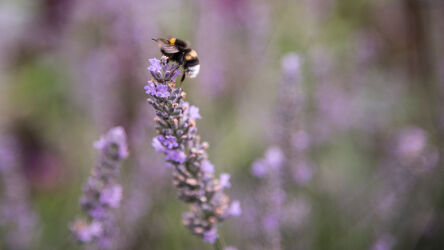 Bild mit Natur, Violett, Makrofotografie, Makroaufnahme, Biene, Insekt