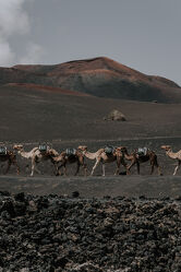 Kamele in der Vulkanlandschaft Lanzarote