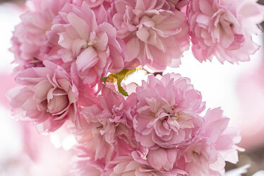 Bild mit Frühling, Kirschblüten, Kirschblüten, Blüten, rosa Blüten