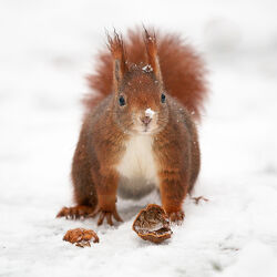 Eichhörnchen im Schnee mit Walnuss