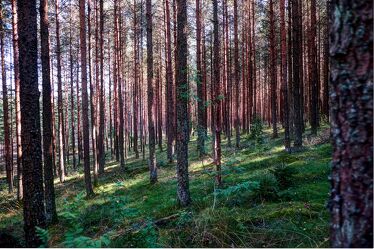 Bild mit Natur, Bäume, Wald, Gras, Wiese, Schweden