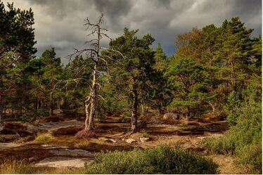 Bild mit Wald, Baum, Toter Baum, Schweden