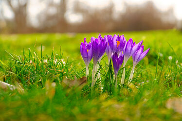 Bild mit Frühling, blüte, frühblüher, Krokus, schön, blühen, krokusblüte, bokeh, bokeh, botanisch