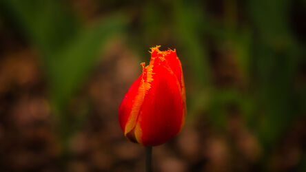 Tulpe mit Bokeh auf Frühlingswiese