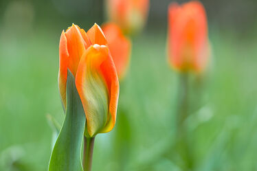 Tulpe mit Bokeh auf Frühlingswiese