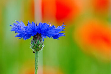 Bild mit Blau, Mohn, Blume, Pflanze, Feld, blüte, FARBE, Kornblume, natürlich, isoliert