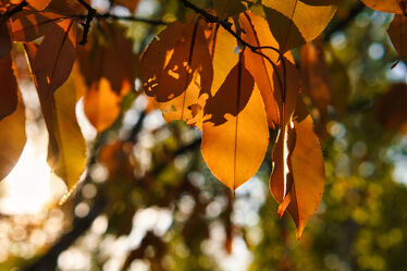 Bild mit Herbst, Braun, Blätter, Herbstblätter, Flora, Sonnenlicht, Laub, Botanik, warmes Licht, Sonnenstrahl