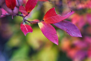 Bild mit Rot, Herbst, Blätter, Herbstblätter, Flora, Sonnenlicht, Laub, Botanik, warmes Licht, Sonnenstrahl