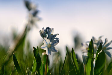 Bild mit Frühling, Blau, Blume, Park, Ostern, garten, Pollen, Sternhyazinthe, Gewöhnliche Sternhyazinthe, hübsch