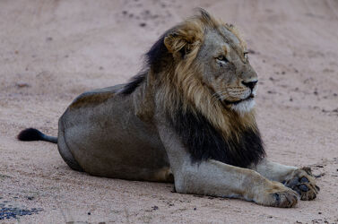 Bild mit Löwe, Lion, Raubtier, Wildtiere, Wildlife, Wildlife, South Africa, safari, Südafrika
