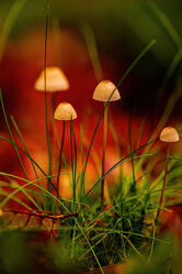 Kleine giftige Pilze