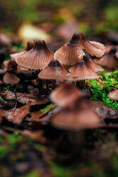 Bild mit Natur, Wald, Makrofotografie, Pilze, nahaufnahme, giftpilz, Moos