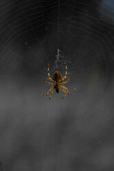 Bild mit Tiere, Makrofotografie, Spinnen, nahaufnahme, Spinnennetz