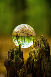 Bild mit Natur, Glas, Wald, Baumstumpf, glaskugel