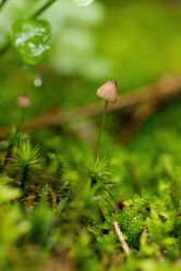 Bild mit Natur, Pflanzen, Makrofotografie, Pilze, nahaufnahme