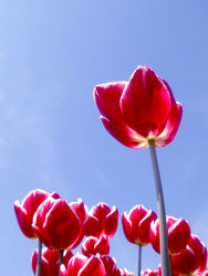 Pink Tulpen