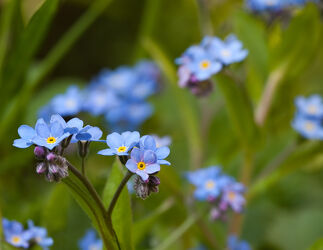 Bild mit Frühling, Blau, Blätter, Blume, Pflanze, Makro, Blüten, garten, Blumenbeet, Vergissmeinnicht