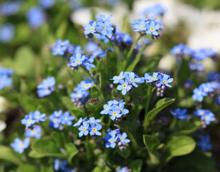 Bild mit Frühling, Blau, Blätter, Blume, Pflanze, Makro, Blüten, garten, Blumenbeet, Vergissmeinnicht