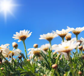 Bild mit Himmel, Frühling, Blau, Sonne, Blume, Wiese, Margerite, blüte, nahaufnahme, Sonnenstrahlen