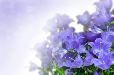 Bild mit Lila, Violett, Blau, Blume, Abstrakt, blüte, blühen, Glockenblume, Campanula