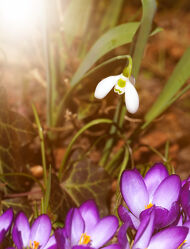 Bild mit Frühling, Sonne, Blume, Pflanze, blüte, blütenblatt, nahaufnahme, Krokus, Schneeglöckchen