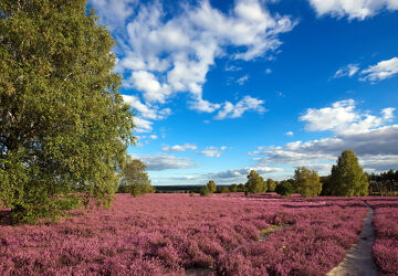 Bild mit Natur, Himmel, Rosa, Landschaft, Heide, Wanderweg, blüte, pfad, Lüneburger Heide, Heidekraut
