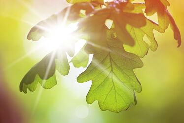 Bild mit Grün, Frühling, Sonne, Wald, Baum, Eiche, Pflanze, Licht, Blatt, Eichenblätter