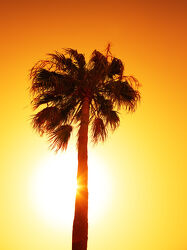 Bild mit Orange, Himmel, Sonnenuntergang, Sonnenaufgang, Sonne, Strand, Palme, Karibik, Silhouette, Tropen