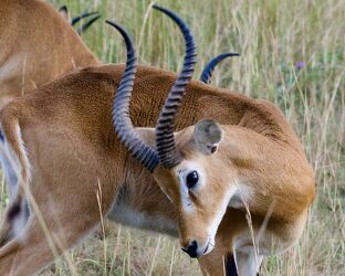 Bild mit Afrika, Wildtiere, safari, Uganda, ugandische Grasantilope