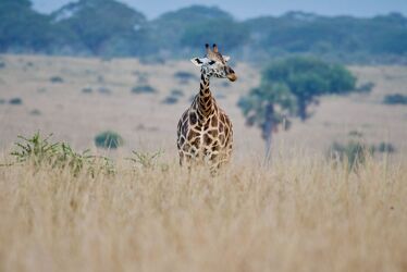 Bild mit Afrika, Wildtiere, safari, Uganda, Rothschild Giraffe