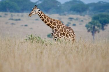 Bild mit Afrika, Wildtiere, safari, safari, Uganda, Rothschild Giraffe