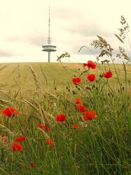 Bild mit Blumen, Fernsehturm, Landschaft, Feld, Mohnblumen, Kornfeld