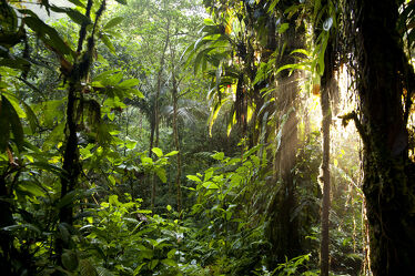 Bild mit Sonne, Costa Rica, Urwald, Dschungel