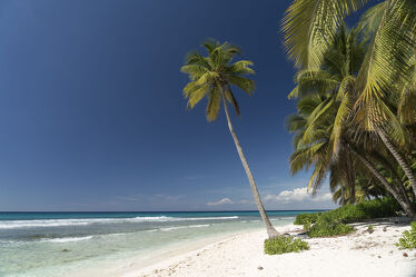 Bild mit Palmen, Karibik, Strand & Meer, Traumstrand, DOMINIKANISCHE REPUBLIK