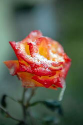 Vereiste Rose im Winter