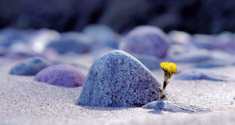Bild mit Stein, Sand, Strand, Ostsee, Makrofotografie, Makroaufnahme, Blume