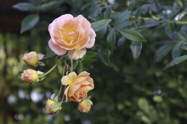 Bild mit Orange, Rosa, Sommer, Blätter, Rose, Strauch, blüte, Knospe, Heckenrose