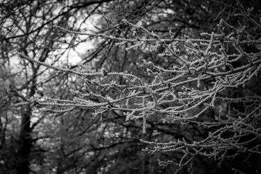Bild mit Schnee, Wald, Frost, Ast, Konturen, Schwarzweiß