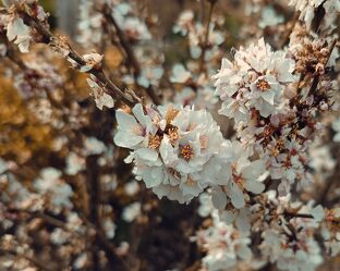 Bild mit Natur, Frühling, blüte, natürlich, Zierstrauch