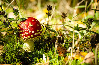 Bild mit Natur, Natur, Pflanzen, Herbst, Makroaufnahme, Waldboden, Digital Art, Pilze, fliegenpilz, giftpilz