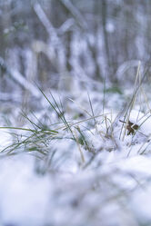 Bild mit Gräser, Winter, Schnee, Eis, weiss, Frost, winterlich