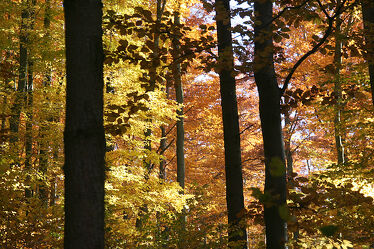 Bild mit Bäume, Herbst, Wald, Bunt, herbstfarben