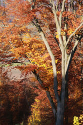 Bild mit Herbst, Laubbäume