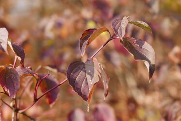 Bild mit Sonne, Braun, Wald, Licht, Herbstblätter