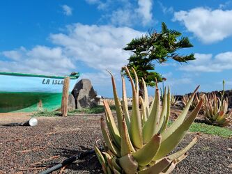 Bild mit Blau, boot, Insel, Aloe Vera, Blauer Himmel, Kaktus, holzboote, Fuerteventura