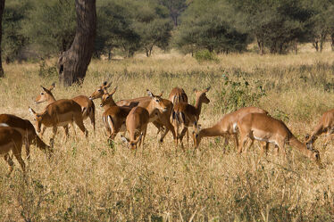 Bild mit Animal, herd, background, safari, impressive, gazells, wild animal, baobab, plainland, vastness
