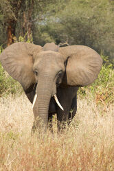 Elephant walking towards you in the african steppe